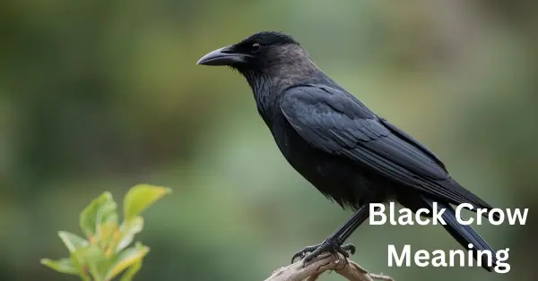 Black Crow Meaning